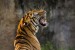 tiger-3264048_1280